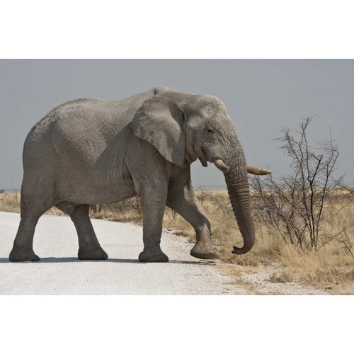 Namibia, Etosha NP Elephant crossing a road